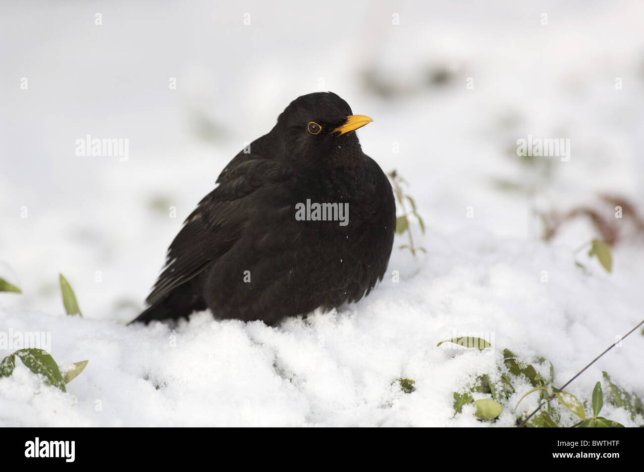 European Blackbird (Turdus merula) adult male, standing in snow, Dumfries and Galloway, Scotland, winter Stock Photo
