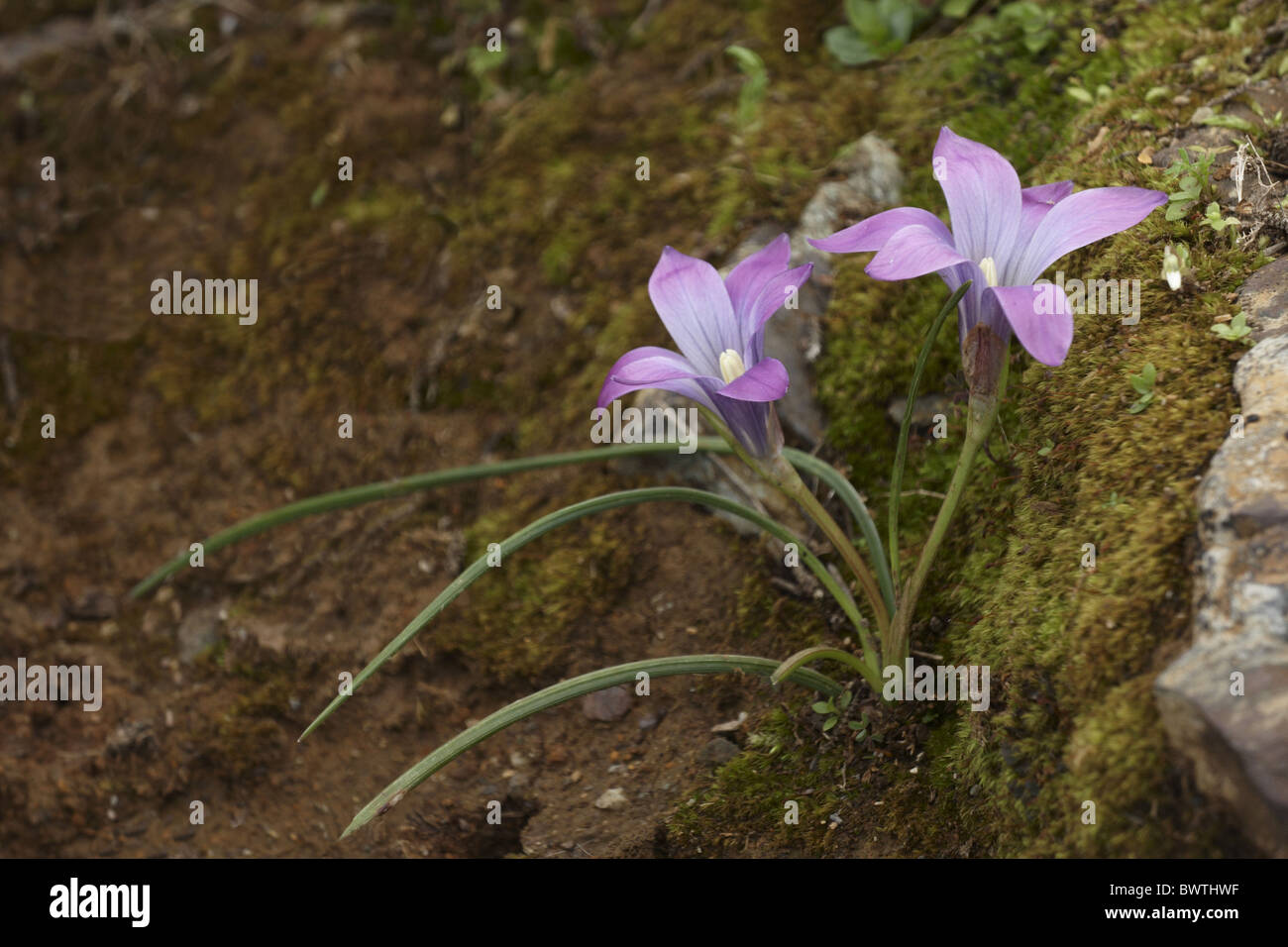 Sand Crocus Romulea bulbocodium flowering amongst Stock Photo