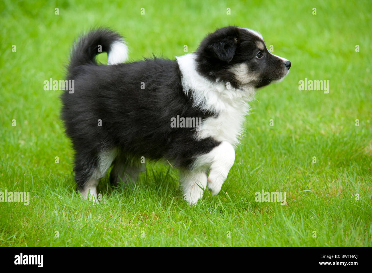 Border collie puppy weeks old hires stock photography and images Alamy