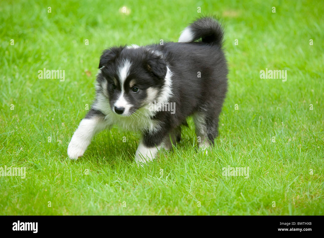 Border Collie Dog Puppy in garden UK Stock Photo