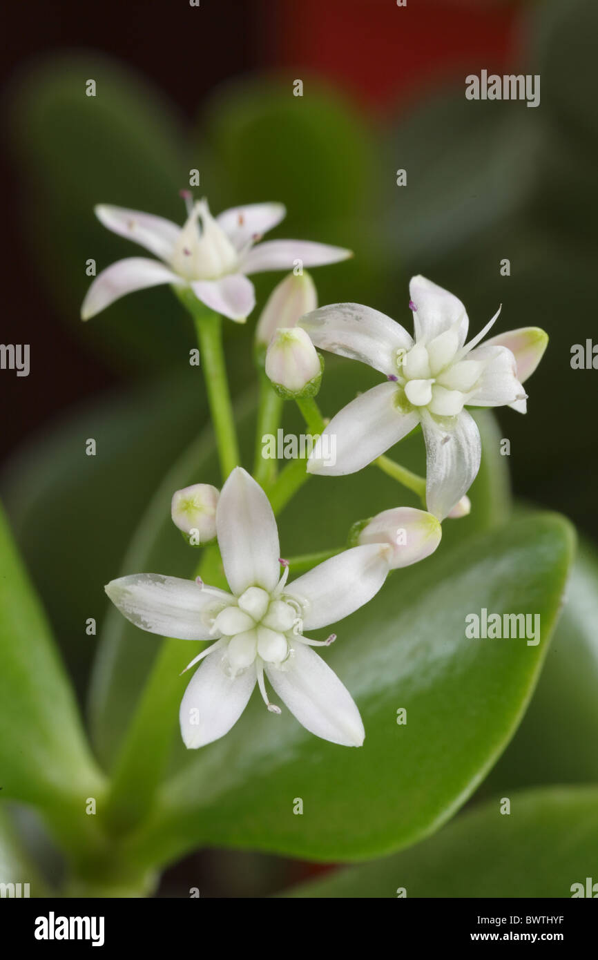 money plant Crassula ovata nature natural flower flowering green