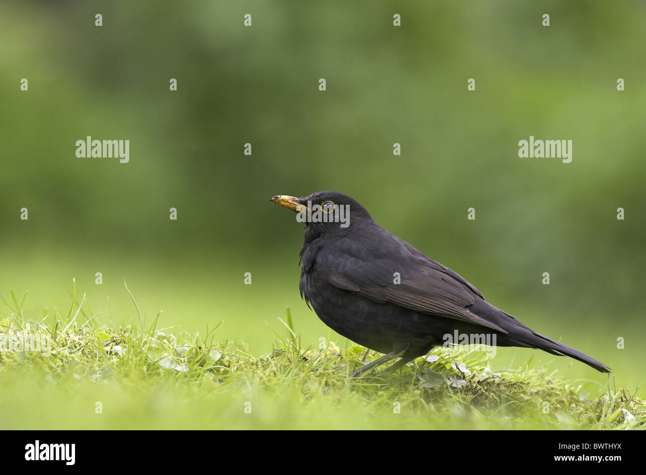 European Blackbird (Turdus merula) adult male, standing on garden lawn, Berwickshire, Borders, Scotland, spring Stock Photo
