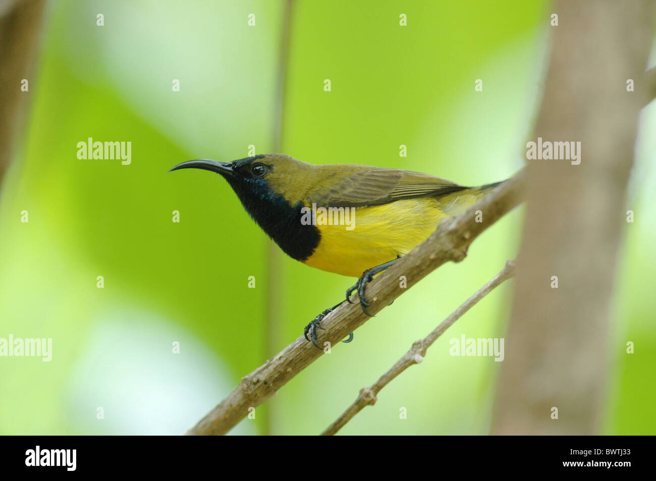 Olive backed Sunbird Cinnyris jugularis Stock Photo