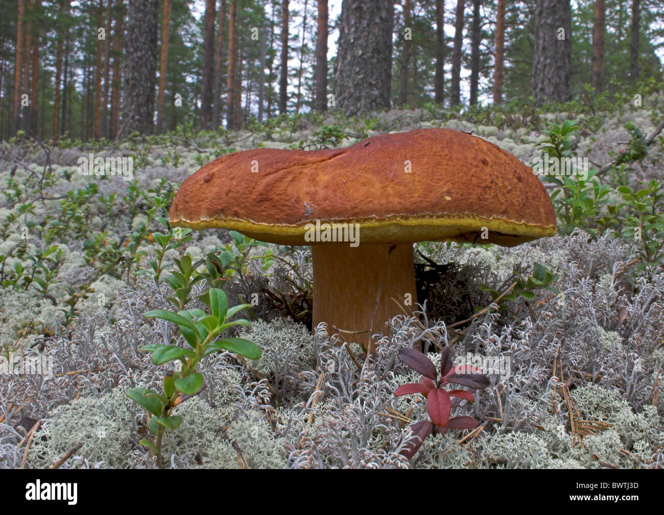 Herkkutatti M nnynherkkutatti Tatti Sieni Boletus Pinophilus Mushroom Herkkutatti M nnynherkkutatti Tatti Sieni Boletus Pinophilus Mushroom