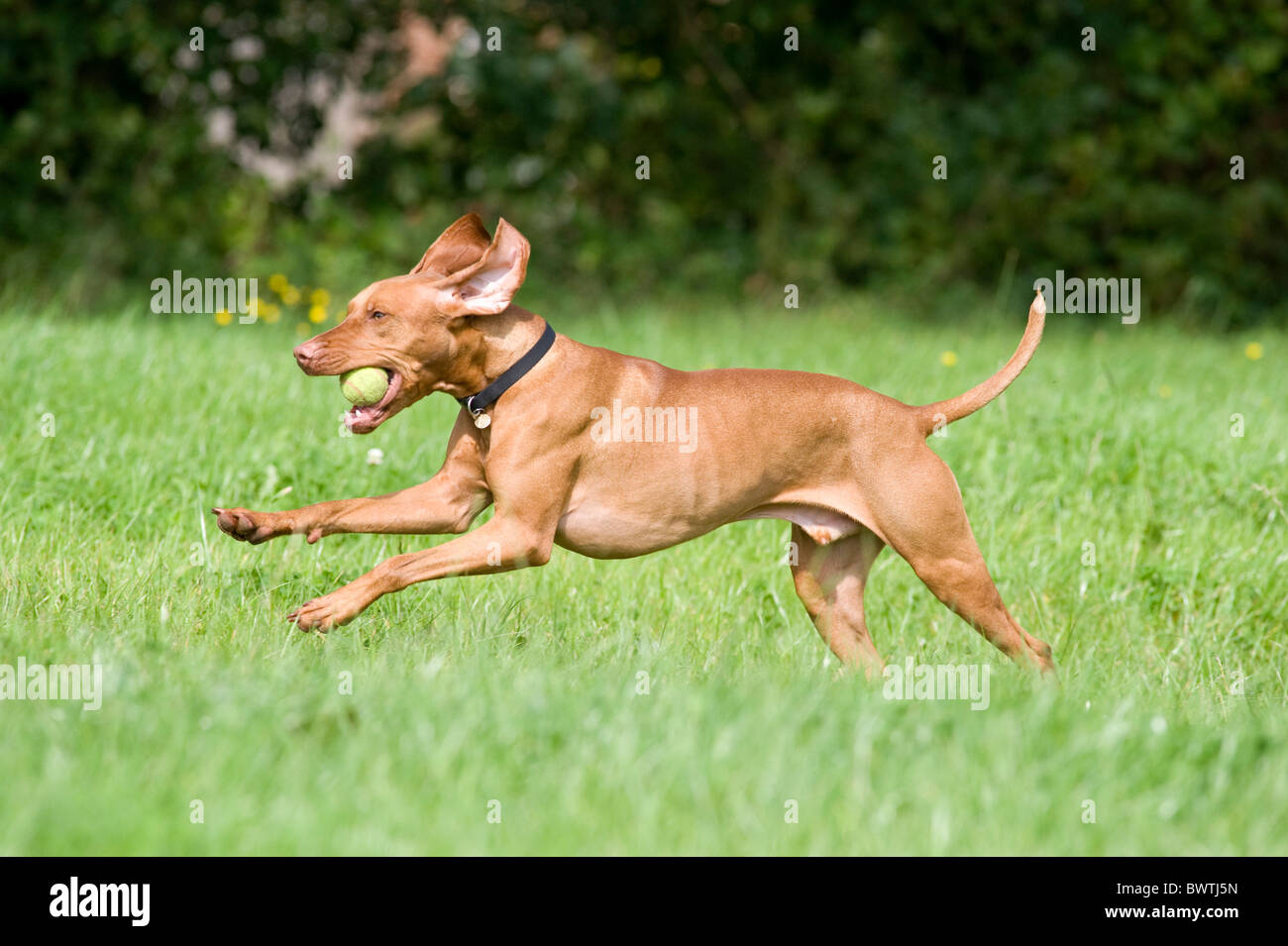 Hungarian Vizsla Dog UK Stock Photo Alamy