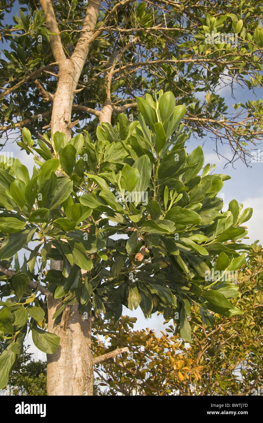 asia asian brown salwood fabaceae mimosoideae tree trees southeast asia plant plants tree trees acacia acacias australasia Stock Photo