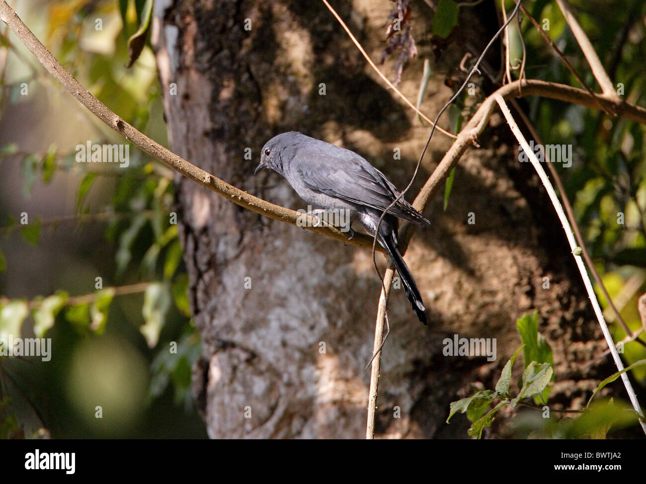 Black-winged Cuckoo-shrike (Coracina melaschistos) adult male, perched in tree, Kathmandu, Nepal, february Stock Photo