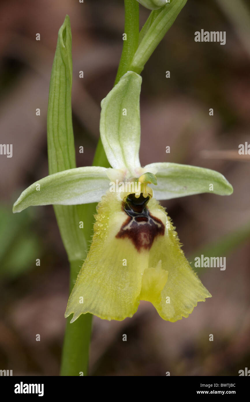 Lacaita's Orchid Ophrys lacaitae close-up flower Stock Photo