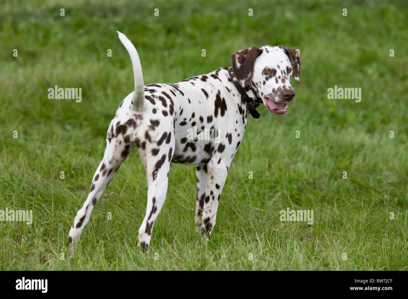 Dalmatian Dog UK in garden Stock Photo