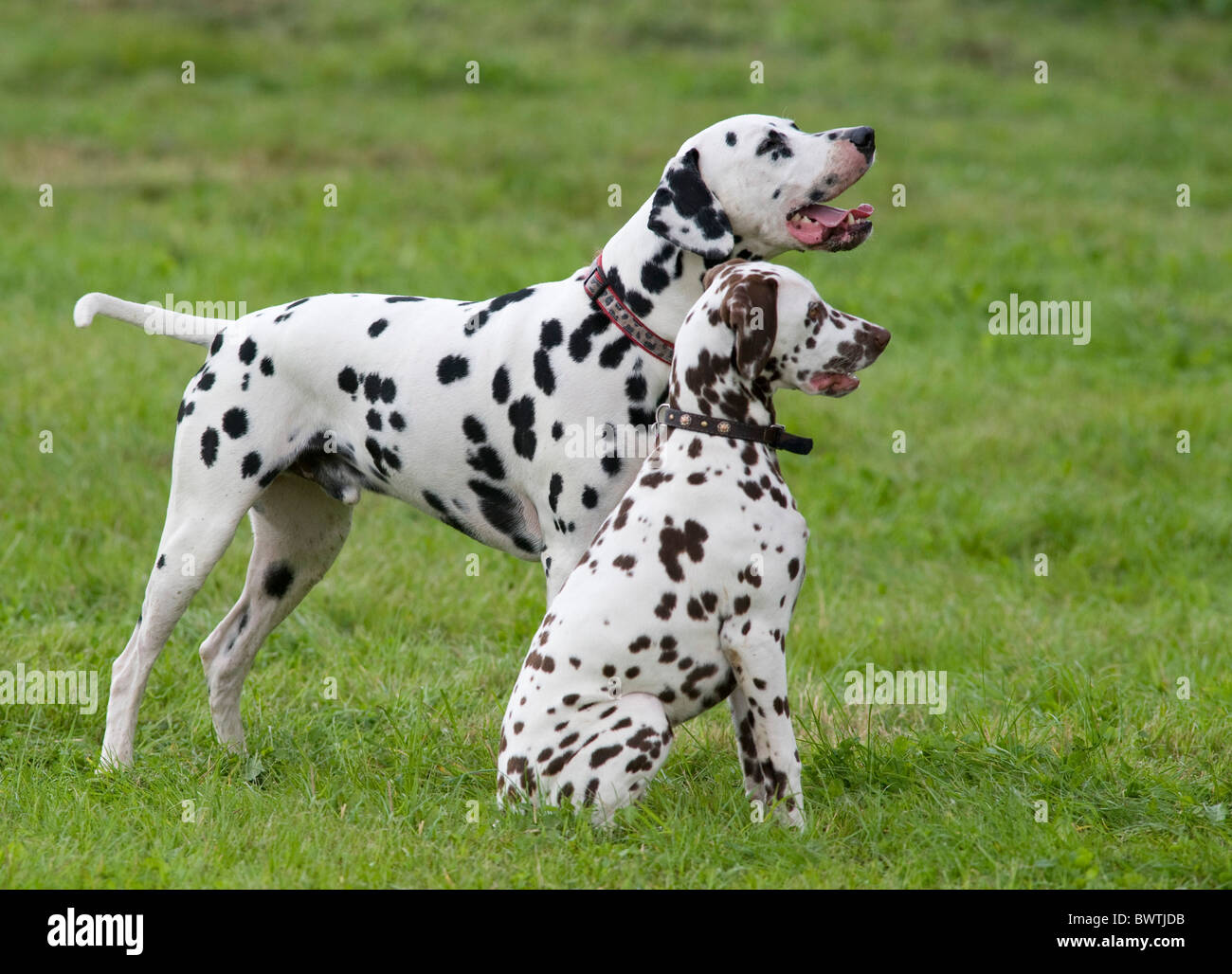 Dalmatian Dog UK in garden Stock Photo