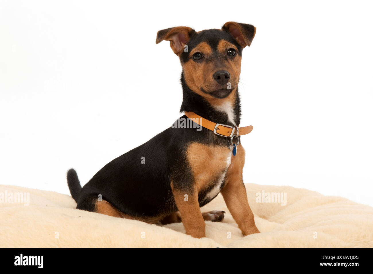 Jack russell cross hi-res stock photography and images - Alamy