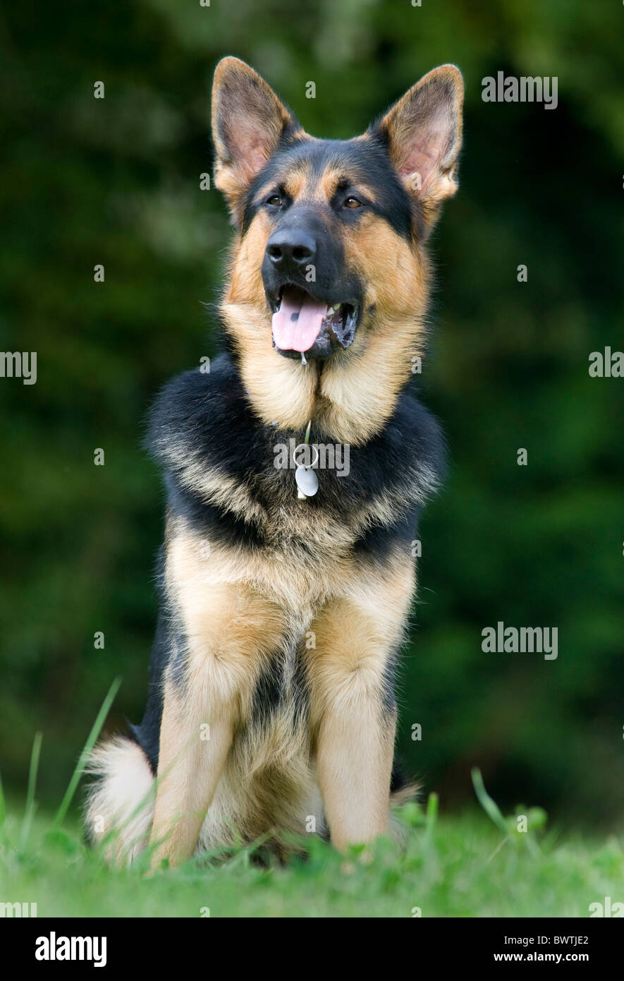 Portrait of an alsatian hires stock photography and images Alamy