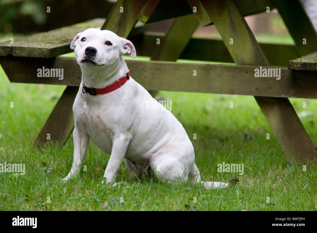 Staffordshire Bull Terrier Dog UK Stock Photo