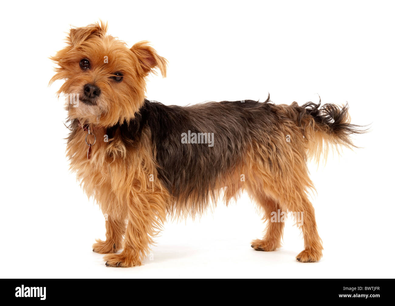 Yorkshire Terrier Dog UK Stock Photo