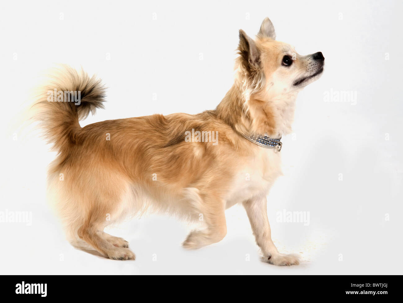 Chihuahua Dog UK Stock Photo