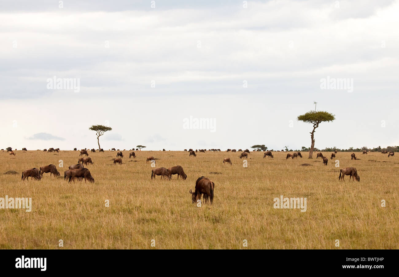 Acacia Arial on the Masai Mara Stock Photo