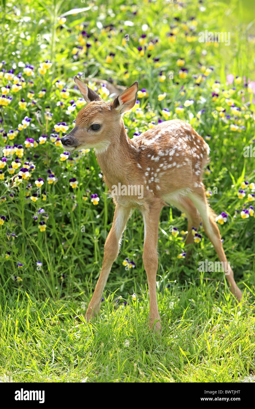 Jungtier - young deer deers herbivore herbivores 