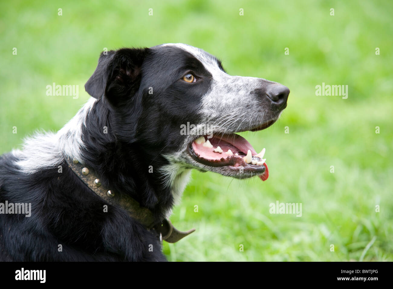 Crossbred Dog UK Stock Photo