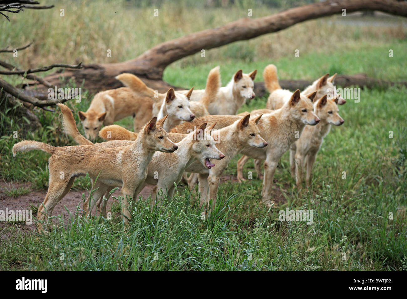 Gruppe - group wachsam - alert dog dogs canid canids canidae carnivore carnivores australia australian australasia australasian Stock Photo
