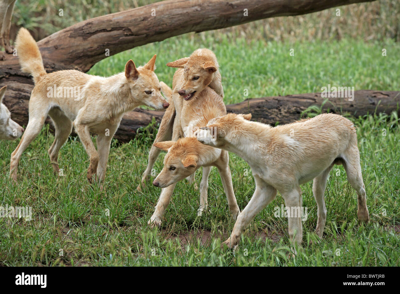 Gruppe - group Sozialverhalten - social behaviour spielend - playing dog dogs canid canids canidae carnivore carnivores Stock Photo