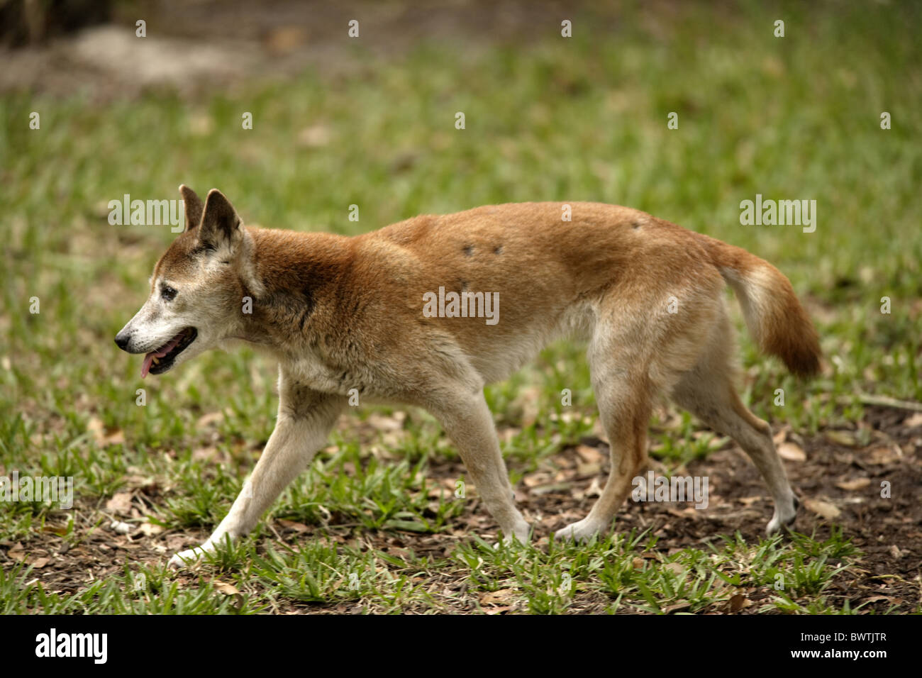 Domestic Dog New Guinea Singing Dog Canis Stock Photo Alamy