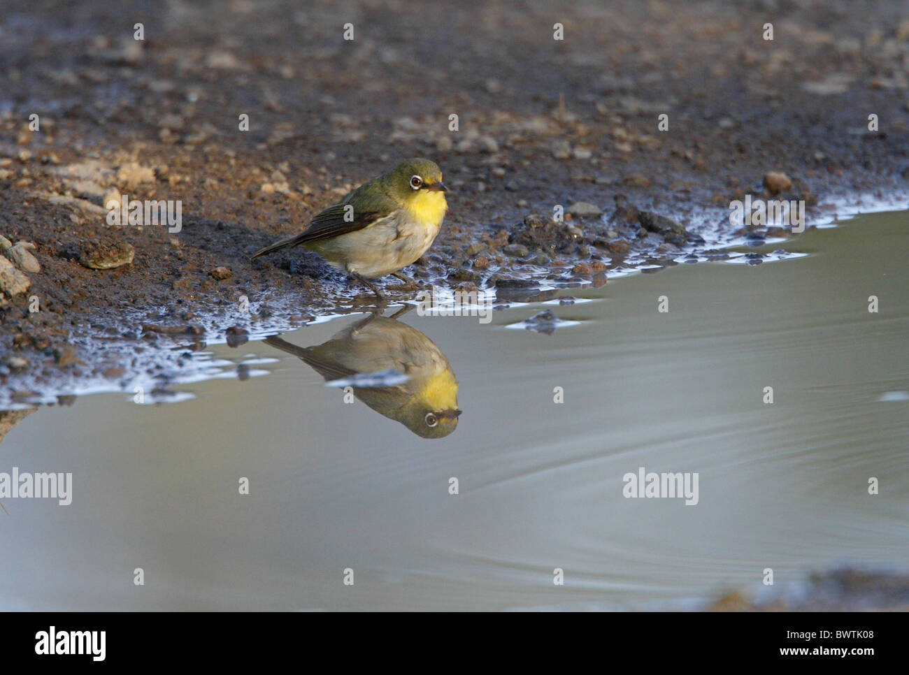 Abyssinian White-eye (Zosterops abyssinicus) adult, drinking at puddle, reflection in water, Ethiopia, april Stock Photo