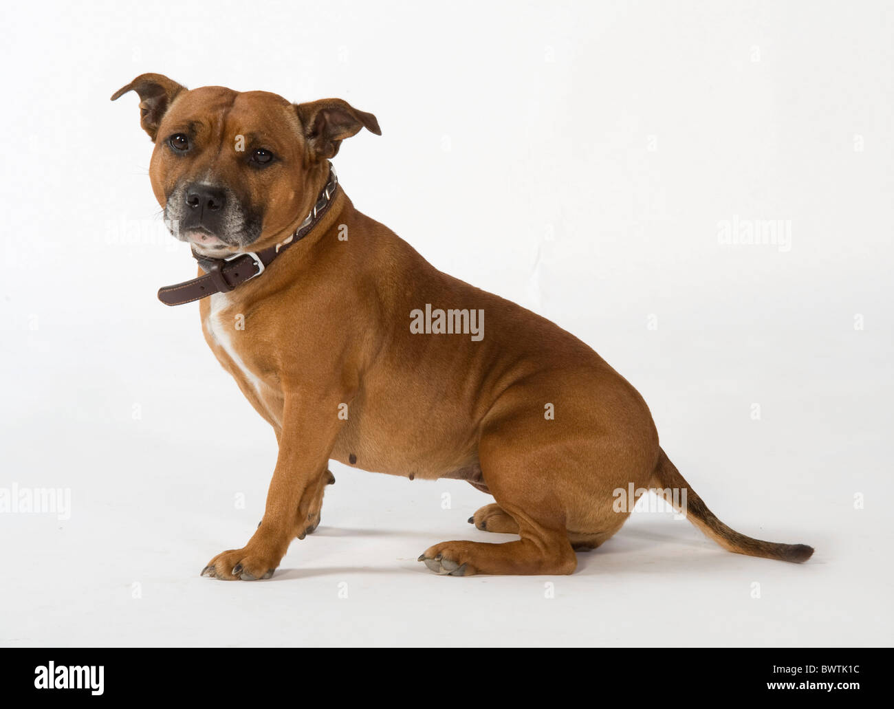Staffordshire Bull Terrier Dog UK Stock Photo Alamy