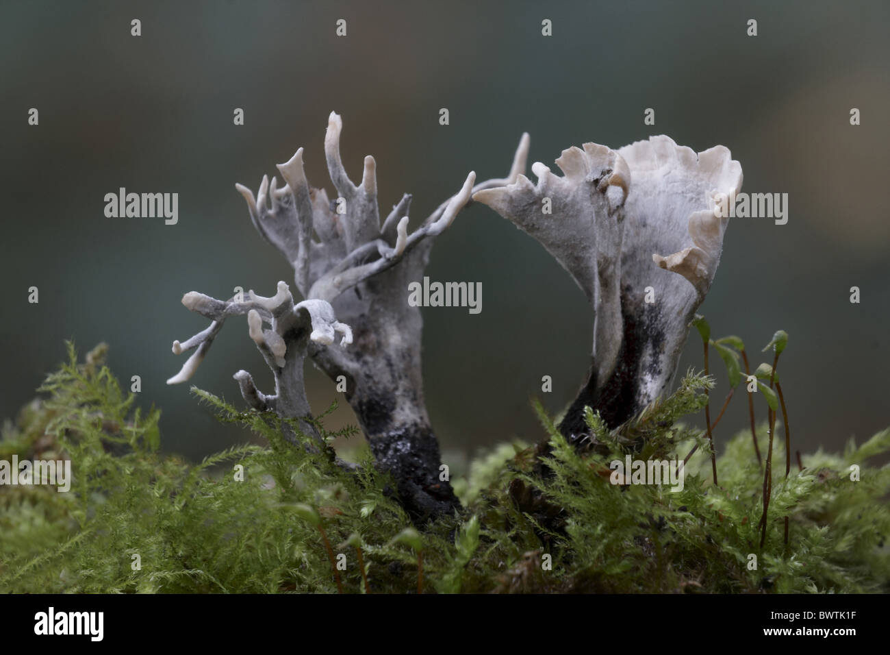 Candle-snuff Fungus (Xylaria hypoxylon) fruiting bodies, growing on tree stump amongst moss in woodland, Leicestershire, Stock Photo