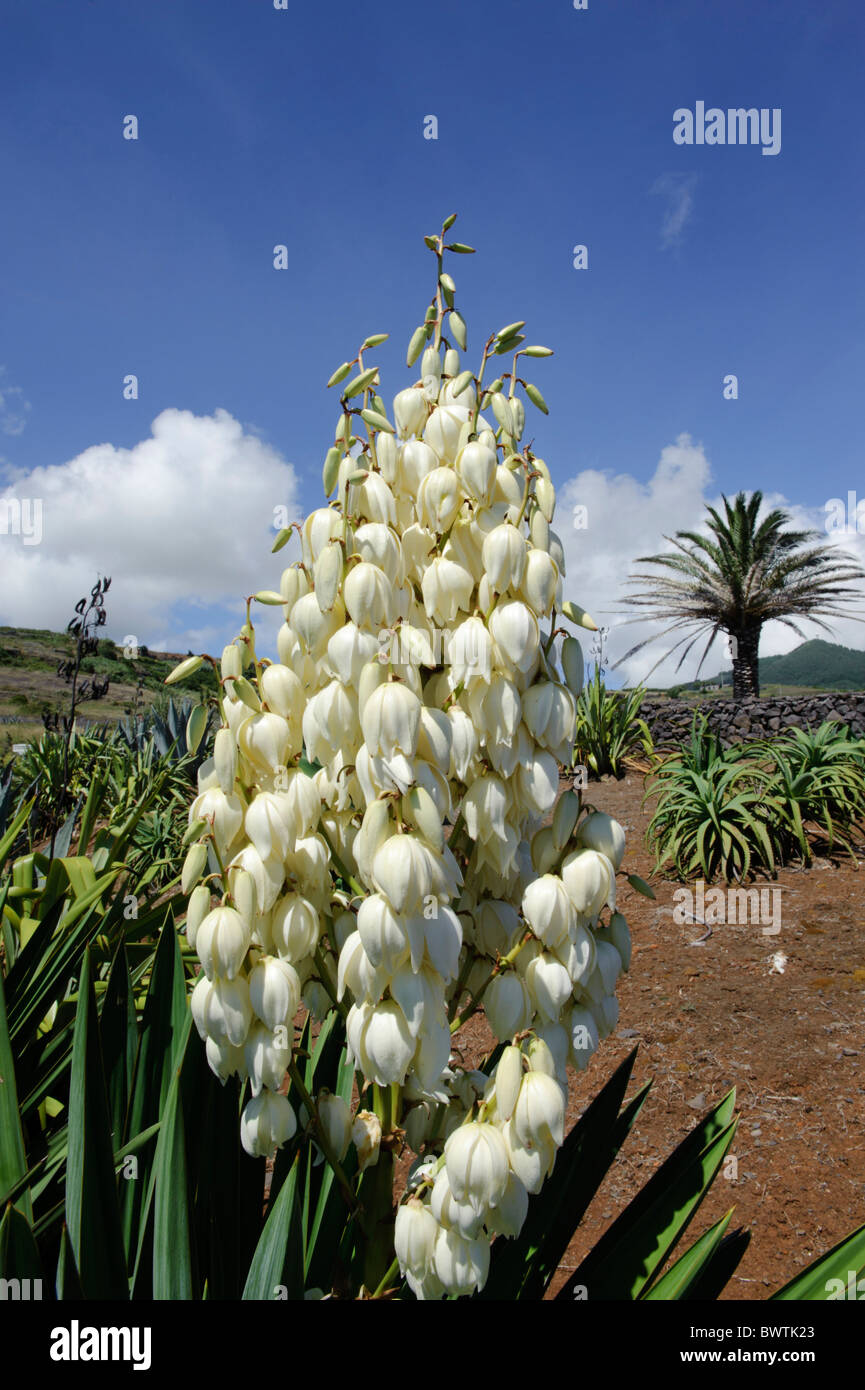 Yucca-Plant(Yucca filamentosa), Isle of Santa Maria Stock Photo