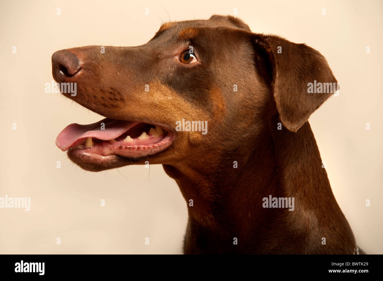 Dobermann Dog UK Stock Photo