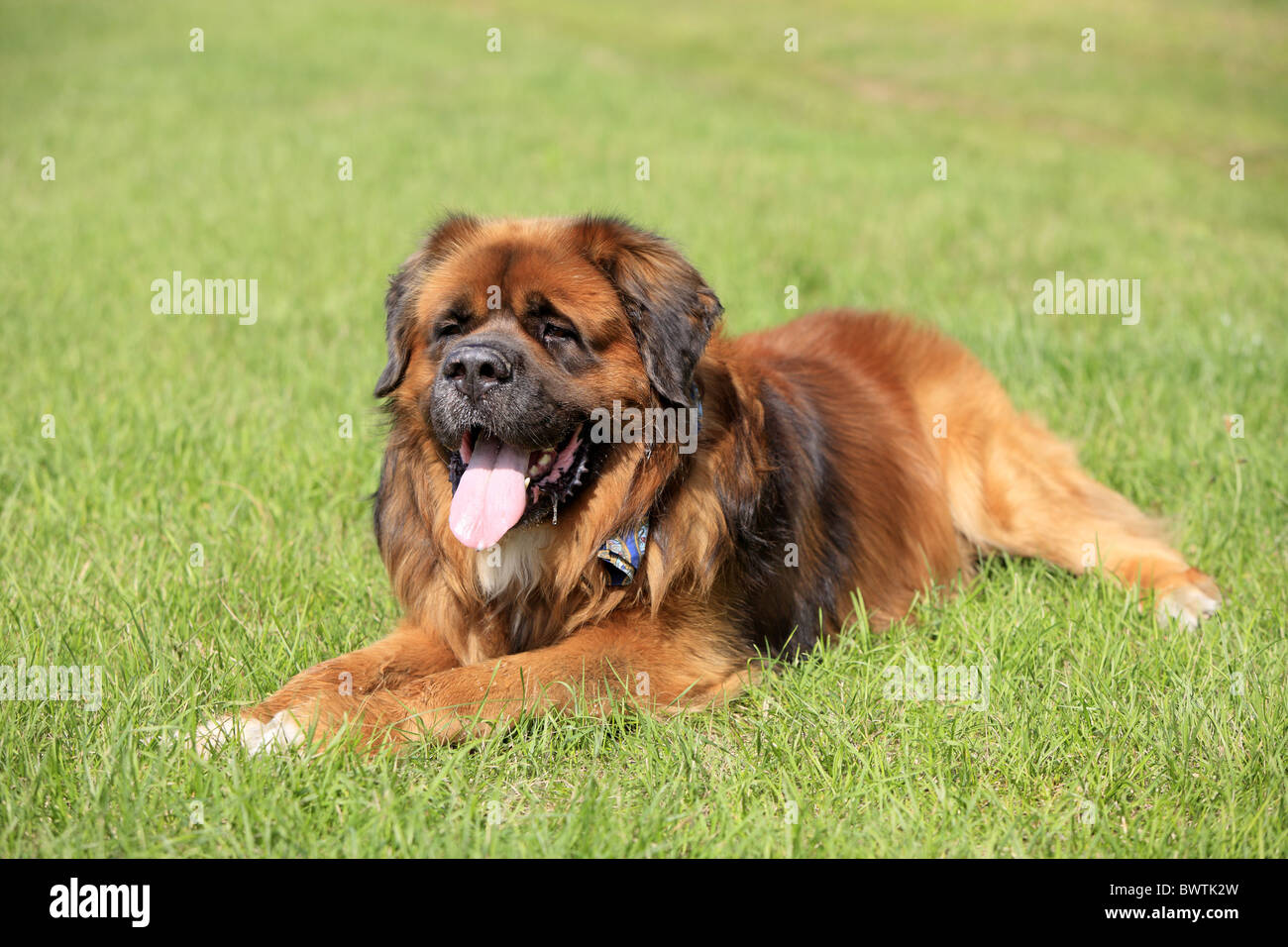 Domestic Dog German Beardog adult laying grass Stock Photo
