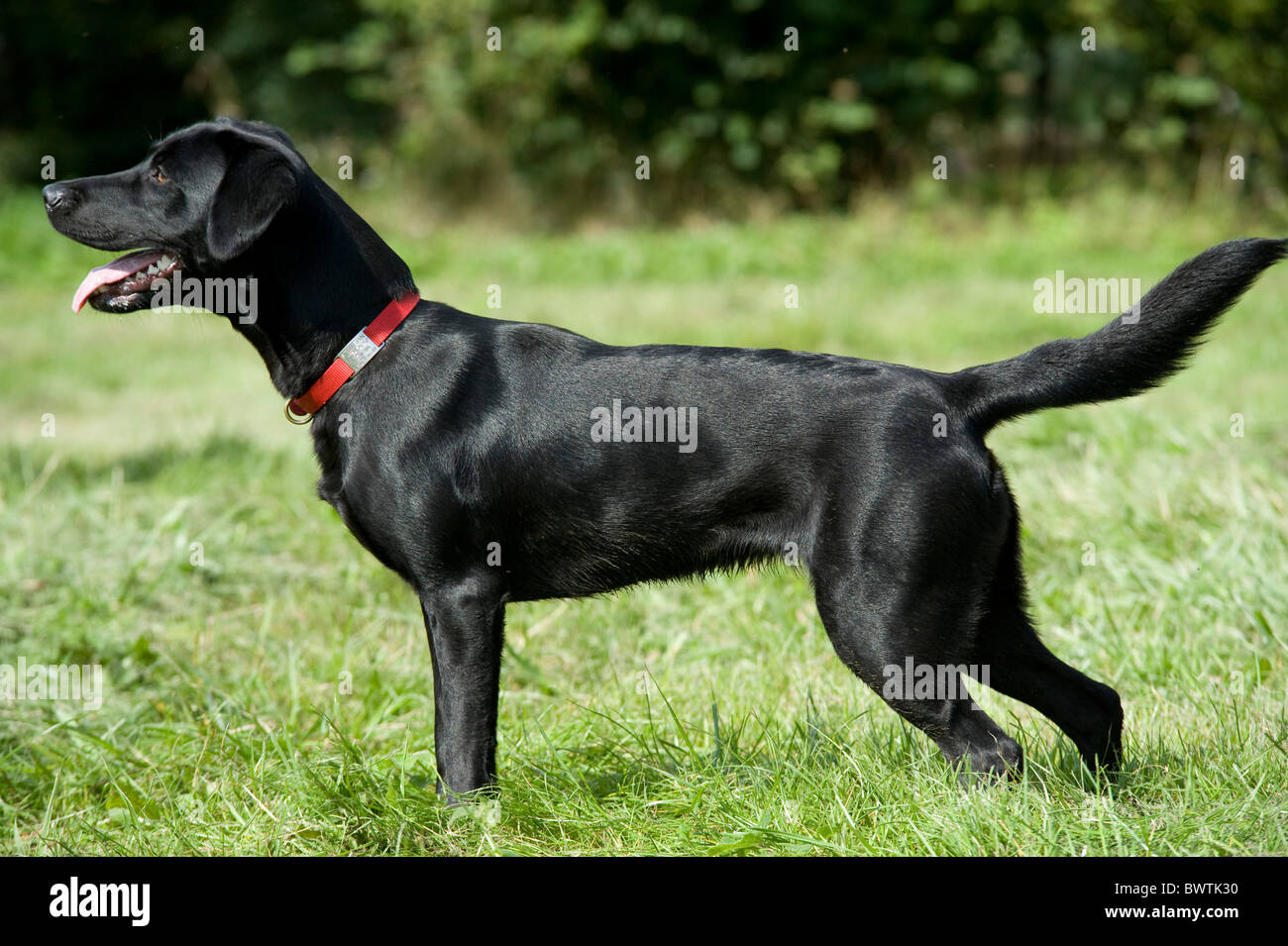 Black labrador Retriever Dog UK Stock Photo Alamy