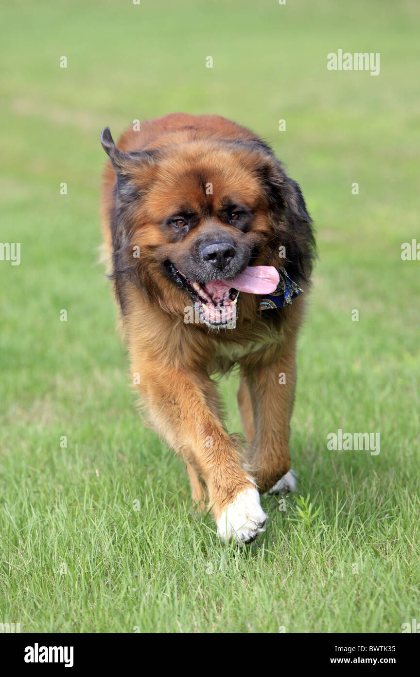 laufend - walking - running dog dogs canid canids canidae domestic domesticated pet pets mammal mammals animal animals Stock Photo