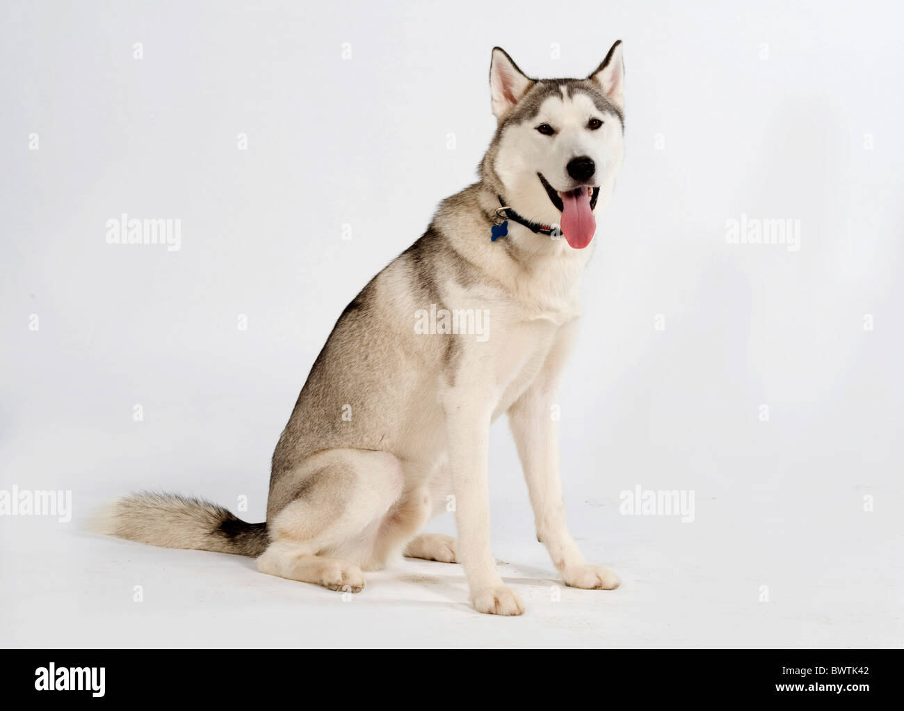 Siberian Husky Dog UK Stock Photo