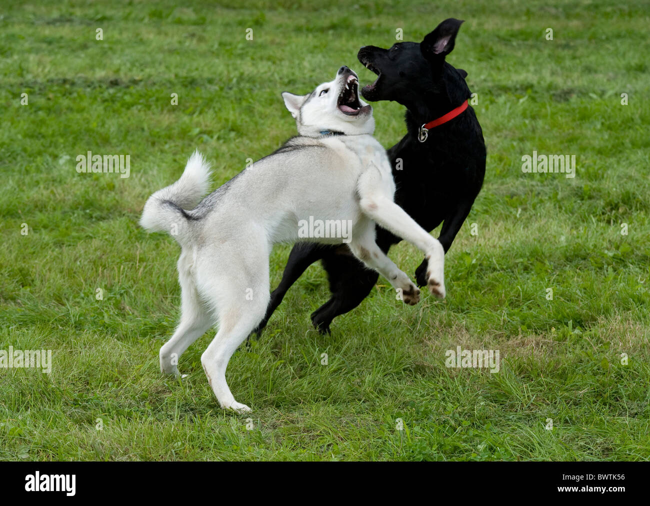 Pair of dogs play fighting UK Stock Photo Alamy