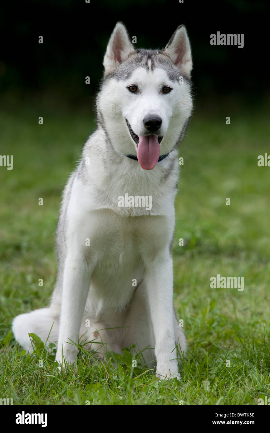 Siberian Husky Dog UK Stock Photo