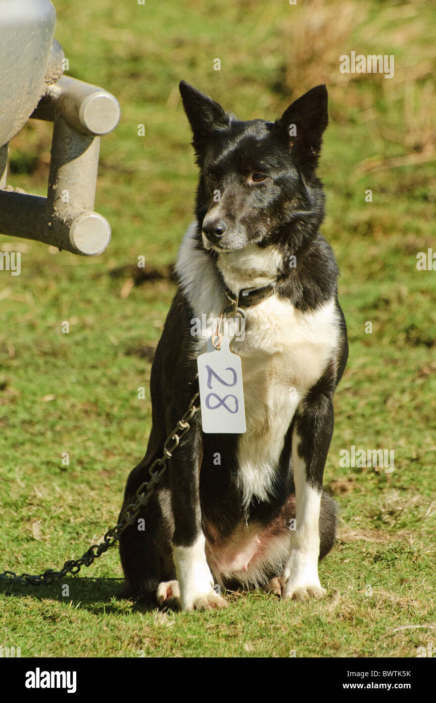 working sheepdog for sale