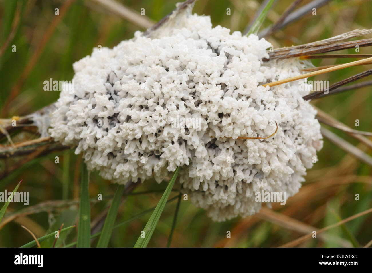 Myxomycetes slime mold fruit fruiting body white grassland nature natural wild wildlife environment environmental europe Stock Photo