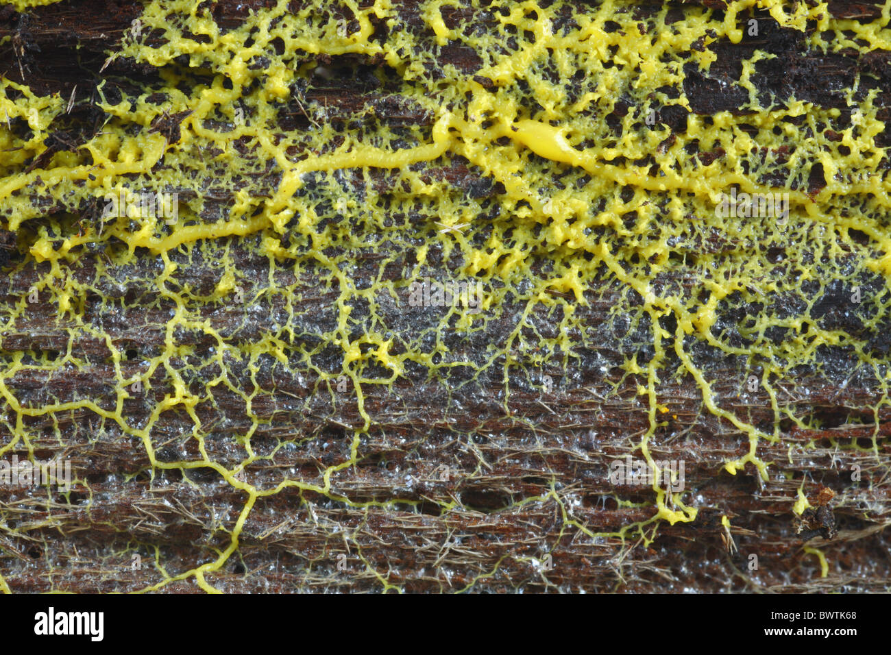 Myxomycetes slime mold fruit fruiting body grassland nature natural wild wildlife environment environmental europe european Stock Photo