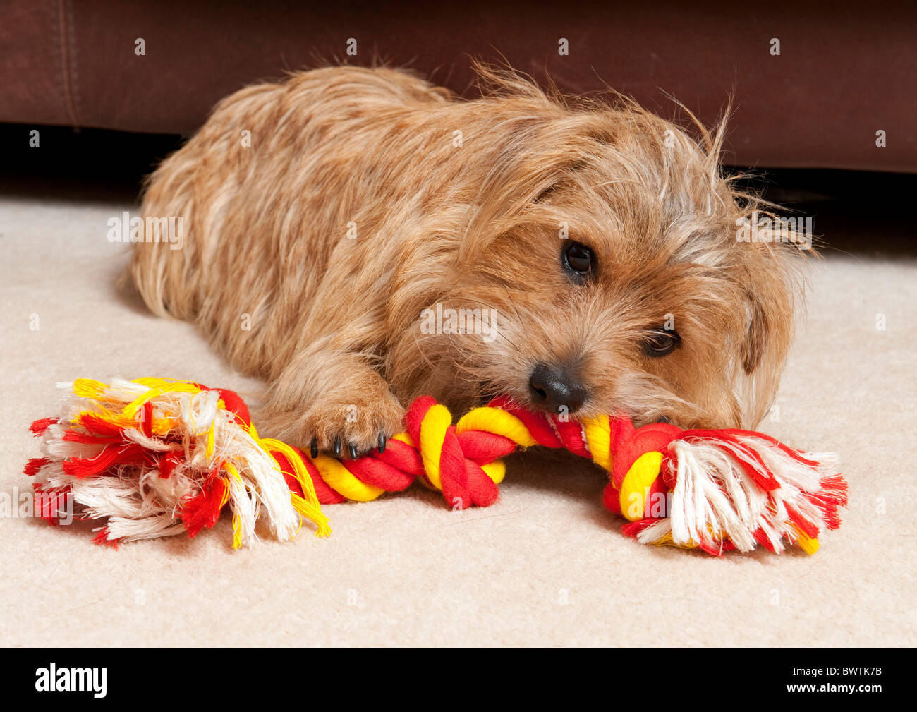 Dog playing with toy UK Stock Photo