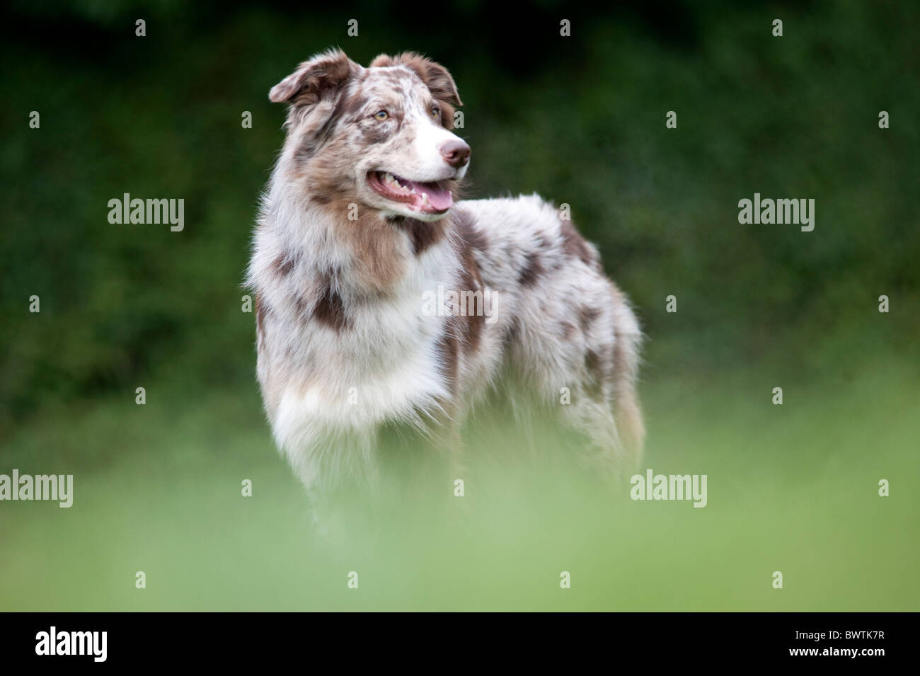 Border Collie Red Merle Colour UK Stock Photo