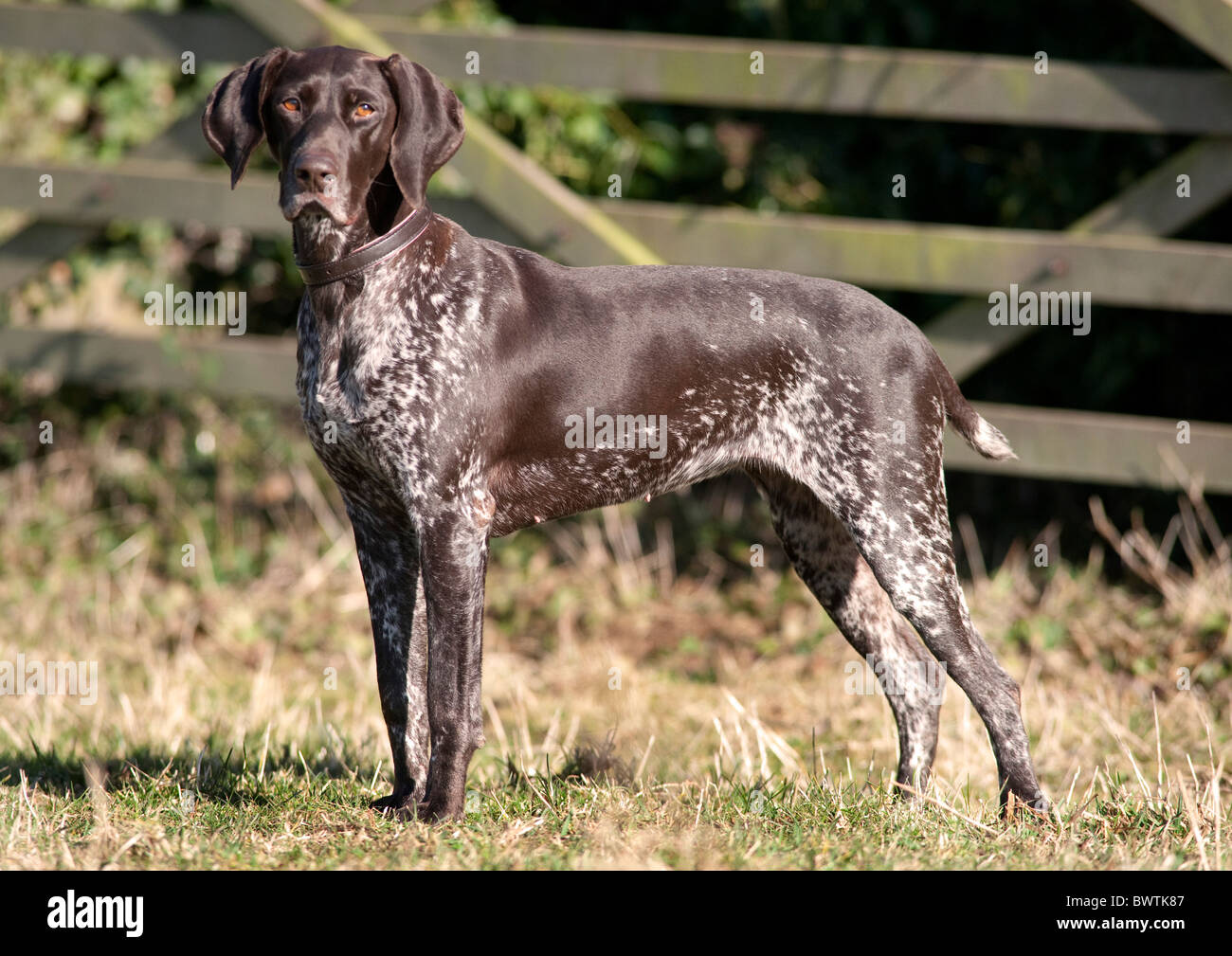 German Short Haired Pointer Dog UK Stock Photo