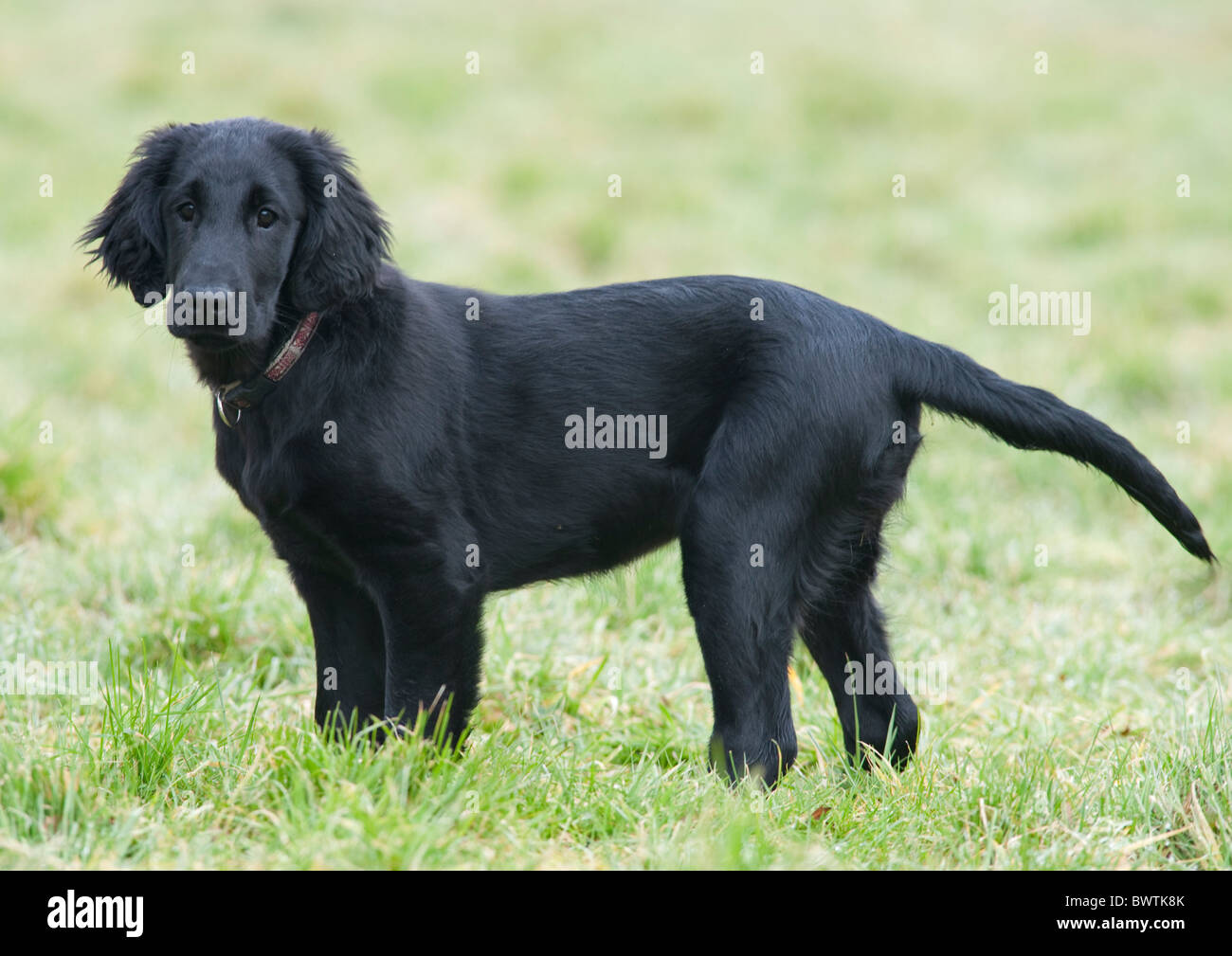 Flat Coated Retriever High Resolution Stock Photography and Images - Alamy