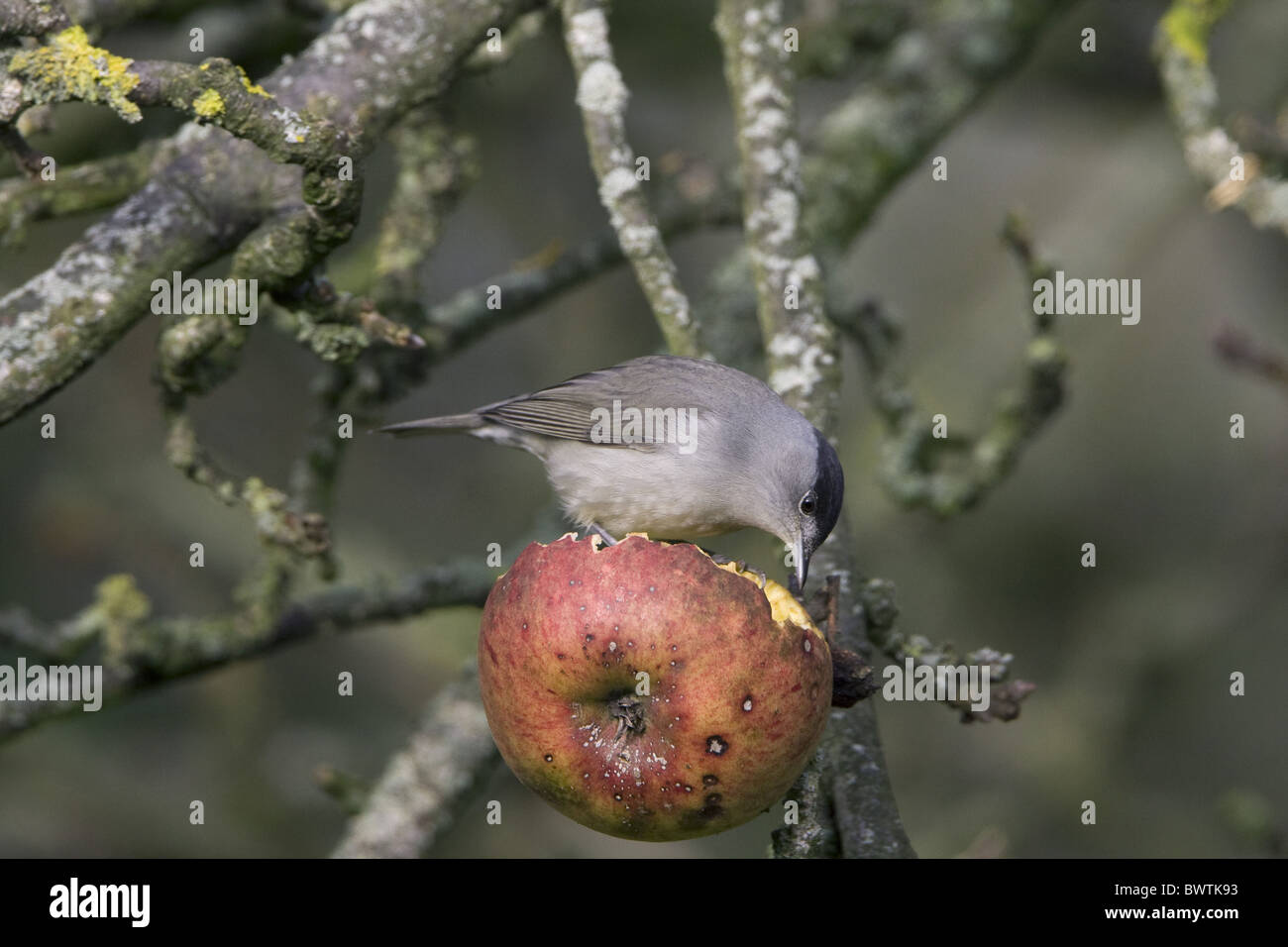 Blackcap (Sylvia atricapilla) adult male, feeding on apple in tree, England, december Stock Photo