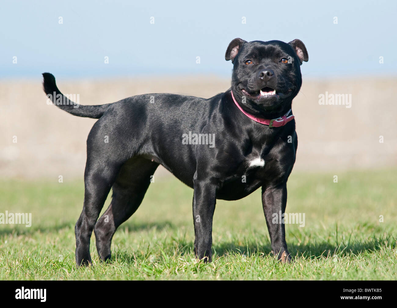 Staffordshire Bull Terrier Dog UK Stock Photo