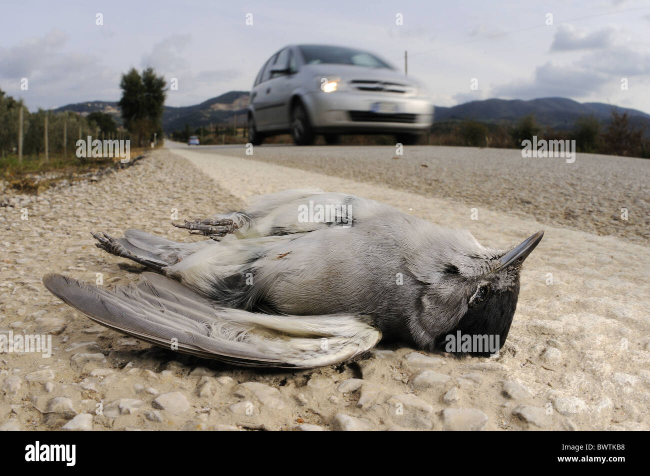 Blackcap (Sylvia atricapilla) adult male, dead, killed on road, Italy Stock Photo