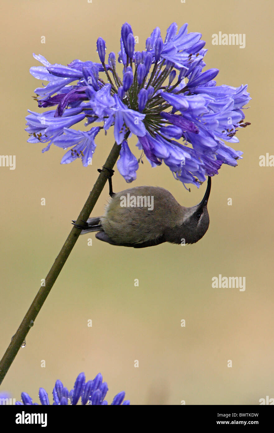 Tacazze sunbird nectarinia tacazze hires stock photography and images