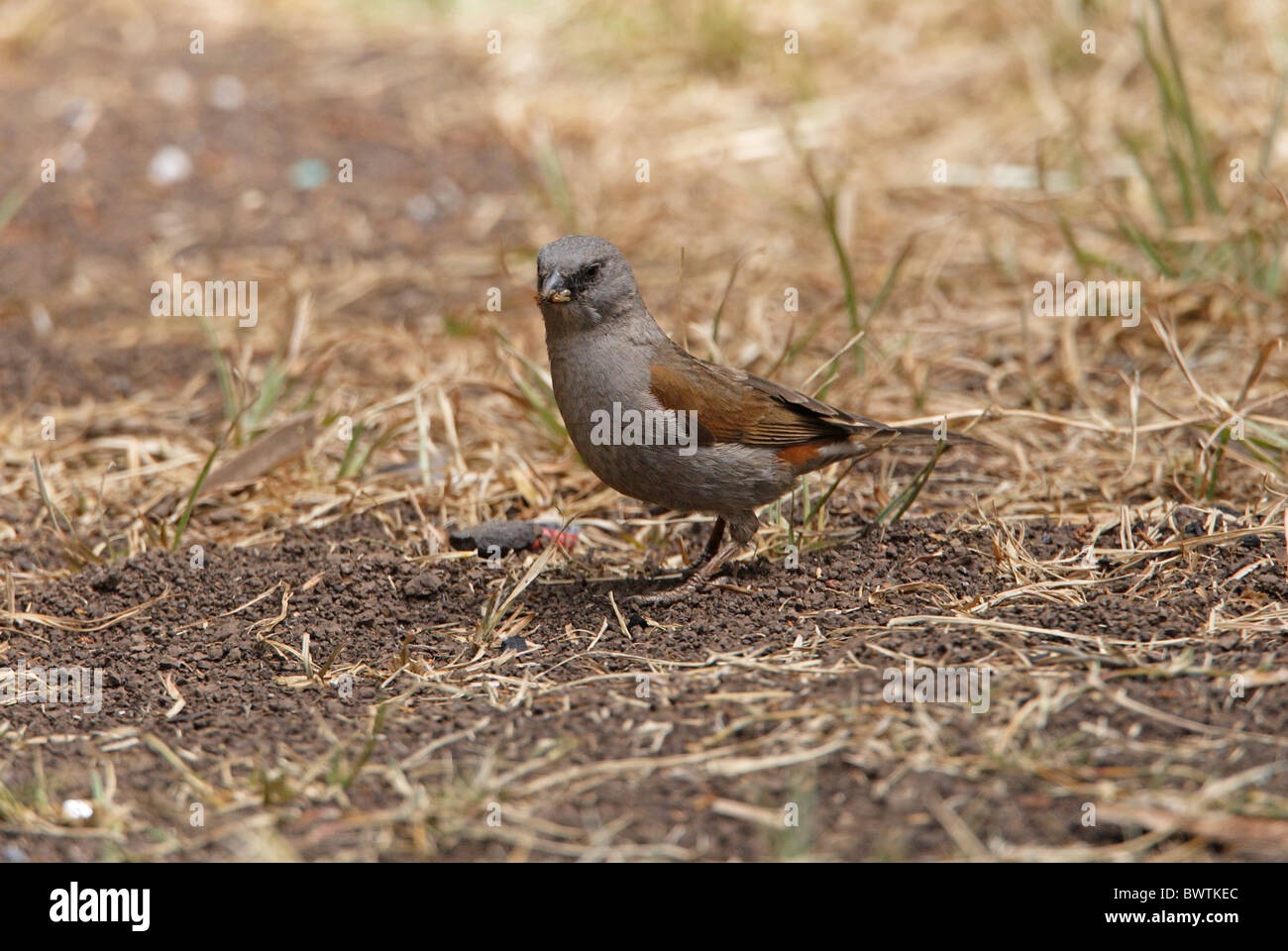 Swainson's Sparrow (Passer swainsonii) adult, feeding on ground, Ethiopia, april Stock Photo