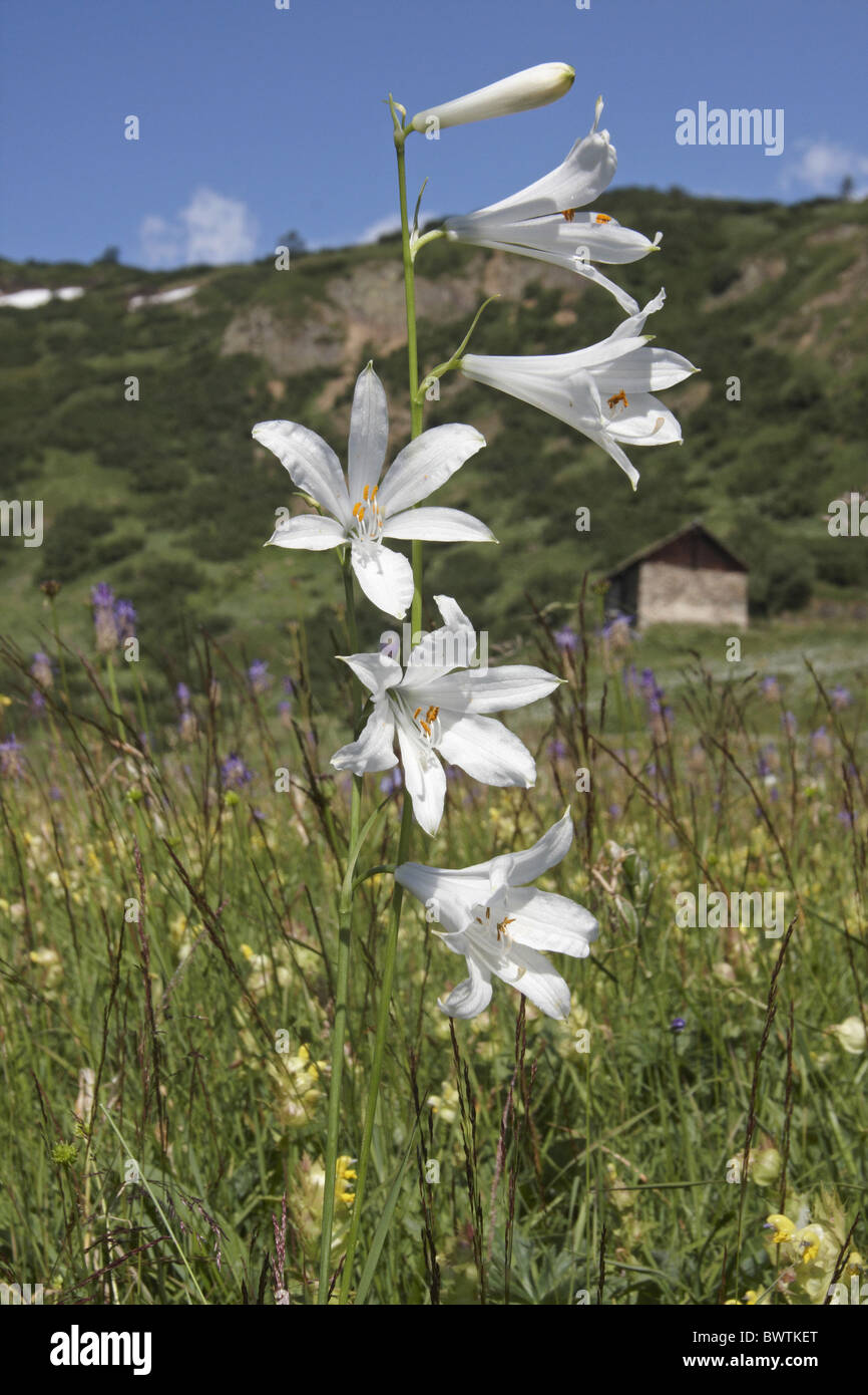 St. Bruno's Lily Paradisea liliastrum flowering Stock Photo