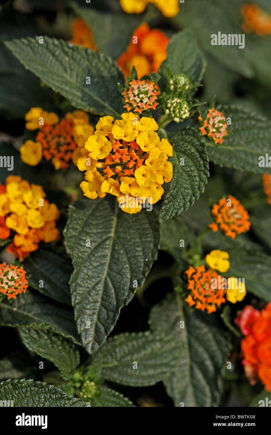 Bluete bloom plant plants shrub shrubs "shrub verbena" "shrub